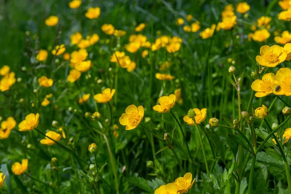 Gros Plan Ranunculus Repens Renoncule Rampant Est Une Plante Fleurs — Photo