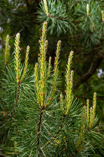 Sylvestris Scotch Rotkiefer Schotten Oder Baltischen Kiefer Nahaufnahme Makro Selektiver — Stockfoto