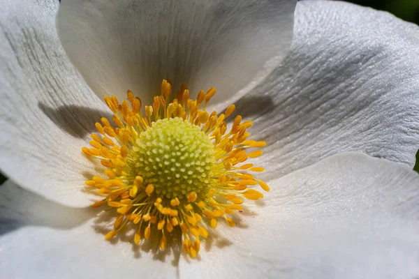緑の芝生の芝生の中で白い春の花 白いイソギンチャクの花 Anemone Sylvestris Snowdrop Anemone Windflower — ストック写真