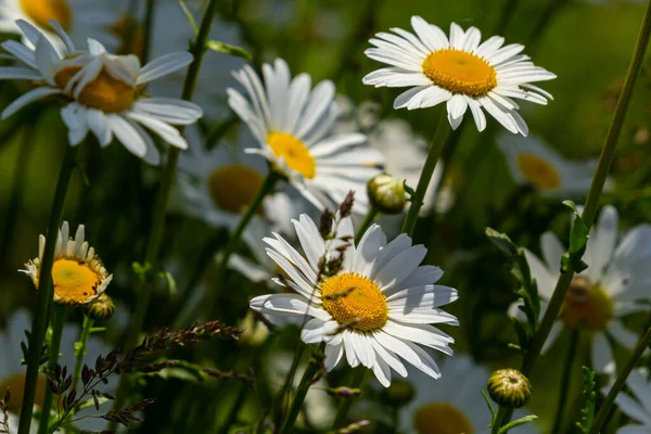 Fleurs Marguerite Sauvage Poussant Sur Prairie Camomilles Blanches Marguerite Oxeye — Photo