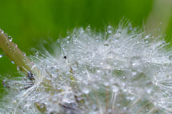 Water Droplets Dandelion Flower Macro Close Morning Sunshine Bokeh Lights — Stock Photo, Image