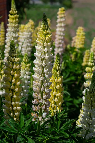 stock image White tall Lupine flowers during spring blossom with selective focus and blurred background.