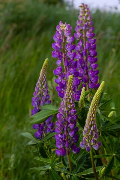 紫と青のラインでフィールド 牧草地で夏の野生の花 夏の花の背景 選択的焦点 — ストック写真