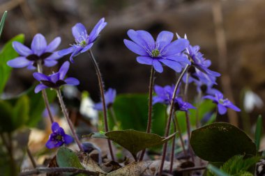 İlk tek bir kır çiçeğinin güzel makro çekimi Büyük Mavi Hepatisa Hepatisa transsylvanica ilkbaharın başlarında kuru yapraklar arasında çiçek açmaya başlar.