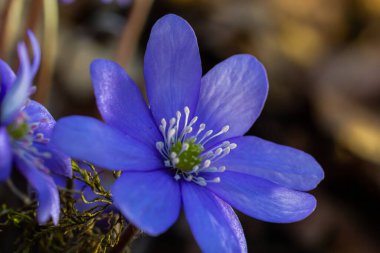 İlk tek bir kır çiçeğinin güzel makro çekimi Büyük Mavi Hepatisa Hepatisa transsylvanica ilkbaharın başlarında kuru yapraklar arasında çiçek açmaya başlar.