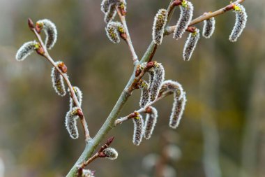 pussy willow Salix caprea, male. Mass flowering of willow cats in early spring with a wonderful bokeh background. Spring concept.