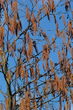 Siyah alnus glutinosa 'nın erkek catkins ve dişi kırmızı çiçekli küçük bir dalı. İlkbaharda çiçek açan kızılağaç. Güzel doğal arka plan. Temiz küpeler ve bulanık arka plan..