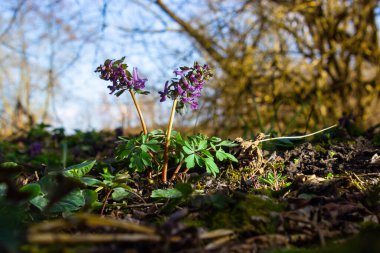 Corydalis. Corydalis Soda. İlkbaharda açan mor çiçek ormanı. İlk bahar çiçeği, mor. Vahşi Corydalis doğada.