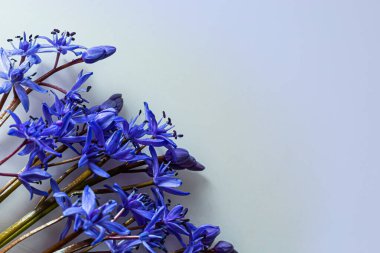 Çiçek tasarımı - Scilla bifolia çiçekli iki yapraklı squill veya alp squill beyaz arka planda izole edilmiş alp squill yazı için boşluk. Bahar dekorasyonu.