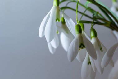 Hasır sepetteki güzel kar damlaları açık gri arka planda, yakın plan. Bahar çiçekleriyle çiçek arkaplan.