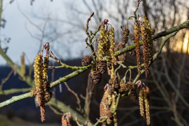 Siyah alnus glutinosa 'nın erkek catkins ve dişi kırmızı çiçekli küçük bir dalı. İlkbaharda çiçek açan kızılağaç. Güzel doğal arka plan. Temiz küpeler ve bulanık arka plan..