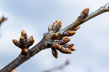 Bahar başında bir ağaç dalında tomurcuklanan tomurcuklar. Baharın başlarında, arka planda bulanık bir dal. İlk bahar yeşillikleri.