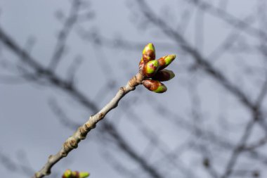 Bahar başında bir ağaç dalında tomurcuklanan tomurcuklar. Baharın başlarında, arka planda bulanık bir dal. İlk bahar yeşillikleri.
