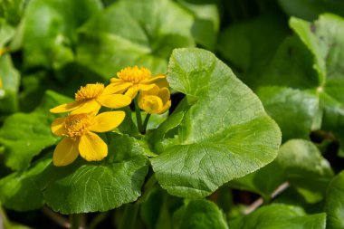 Baharda, Caltha Palustris nemli alder ormanında yetişir. Baharın ilk zamanları, sulak alanlar, sel basmış orman..