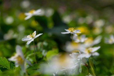 Bahar ormanındaki bir sürü yabani çiçek. Çiçekli güzellik, doğa, doğal. Güneşli bir yaz günü, parkta yeşil çimenler. Anemonoides nemorosa.