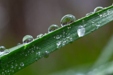 Yeşil çimlerin üzerine su damlaları. Sabah çiği, sulama bitkileri. Yağmurdan sonra yapraklara damlayan nem. Çevresel bir temanın güzel yeşil arkaplanı.