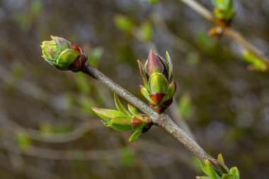 Büyük yeşil tomurcuklar dalları. Genç yeşil yapraklar kalın yeşil tomurcuklardan çıkar. Gündüz güneşiyle aydınlatılan yeni yapraklı dallar. Erken bahar günü. Bahar geliyor..