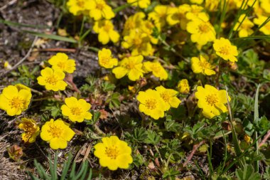 Potentilla neumanniana sarı çiçekli bir çalıdır..