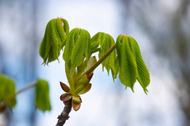 Bulanık arkaplanda yeni yapraklar olan bahar kestanesi dalı.
