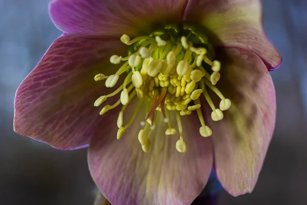 Vorfrühling Waldblumen Helleborus Purpurascens Lila Wildblume Der Natur Hellebore Makrodetails — Stockfoto