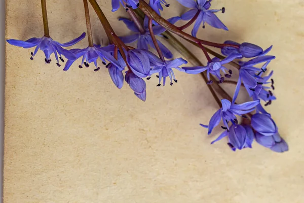Les Fleurs Printanières Sont Des Gouttes Neige Scilla Bifolia Papier — Photo