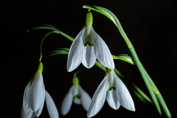 Beautiful White Flowers Snowdrops Galanthus Bouquet Vase Close Black Background — Stock Photo, Image