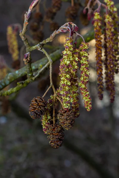 Alder Alnus Glutinosa 의작은 가지는 꽃이삭 암컷붉은 봄에는 귀걸이와 아름다운 — 스톡 사진