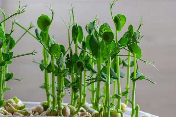 Micro Verde Ervilhas Macro Shot Verduras Micro Frescas Que Cultivam — Fotografia de Stock