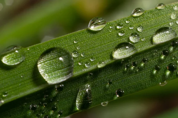 Wasser Tropft Auf Das Grüne Gras Morgentau Pflanzen Gießen Feuchtigkeitstropfen — Stockfoto