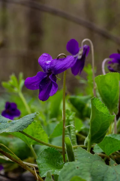Viola odorata. Scent-scented. Violet flower forest blooming in spring. The first spring flower, purple. Wild violets in nature.