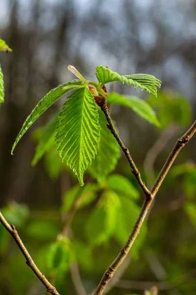 Fiatal Zöld Levelek Carpinus Betulus Európai Vagy Közös Gyertyán Gyönyörű — Stock Fotó