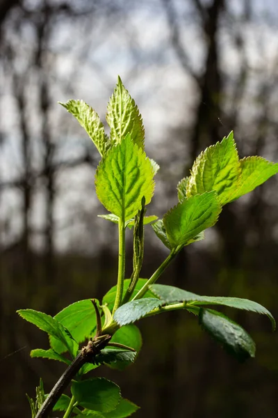 Big Green Buds Branches Young Green Leaves Coming Out Thick — Stock Photo, Image