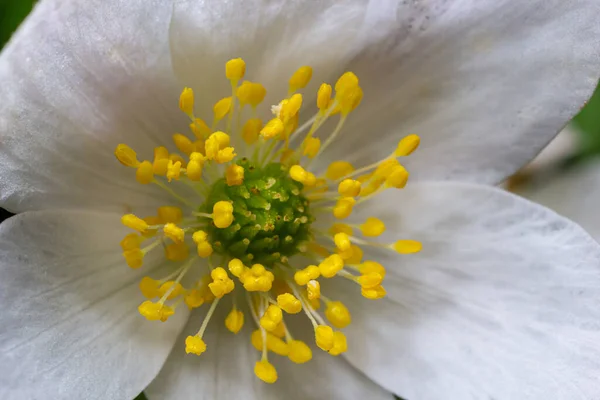 Anemone Aus Nächster Nähe Frühlingswald Schönheit Der Blumen Natur Natürlichkeit — Stockfoto