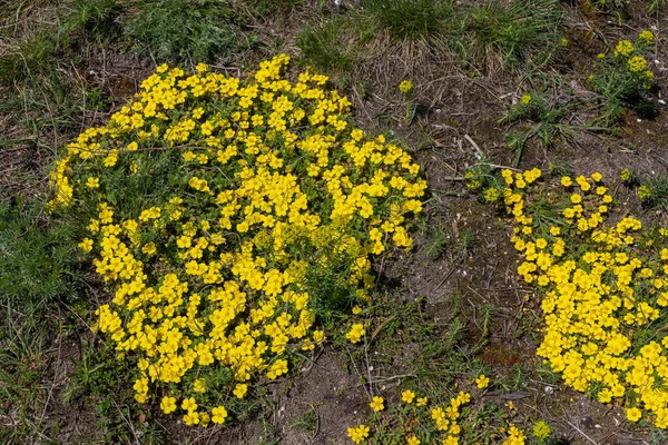 Potentilla Neumanniana Krzew Żółtymi Kwiatami — Zdjęcie stockowe