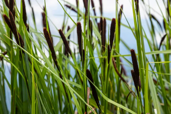 Carex Acuta アルカリ性またはミネラル土壌とわずかに酸のうつ病のベッドで 旧大陸の陸域の河川や湖の縁に成長していることがわかった — ストック写真