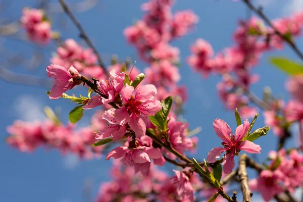 stock image Peach tree, blurred background. Blooming tree in spring with pink flowers. The beauty of the spring garden, the concept of spring.