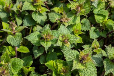 Deaf nettle blooming in a forest, Lamium purpureum. Spring purple flowers with leaves close up.