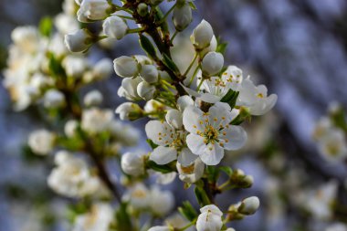 Mavi gökyüzünün altındaki ağaçtaki erik çiçeklerinin güzel dallarının seçici odak noktası, ilkbahar mevsiminde güzel Sakura çiçekleri, çiçek deseni, doğa arka planı..