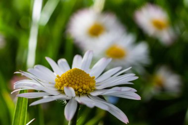 Yeşil bir çimenlikte birlikte büyüyen beyaz papatyalar. Çiçekli bahar arka planı.