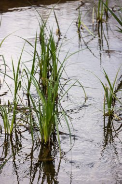 Su, nehrin yanında mısırlı sosis yetiştirir. Typha latifolia sazlık çiçeği bulrush olarak da bilinir..