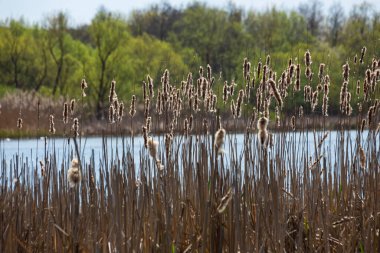 Tırmık kuyrukları nehir kenarındaki Typha latifolia 'ya hücum ediyor. İlkbaharın başındaki karlı arka planda çiçek açan tırtıl kuşlarının kapanışı. Tüylü kuyruk çiçekleri ve tohum başları.