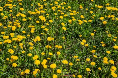 Karahindiba çiçeği olarak bilinen Karahindiba Taraxacum, çakıl yollarında da gelişebilen öncü bir bitki ve hayatta kalma sanatçısıdır. Güzel Taraxacum çiçeği yeşil bir bahçede.