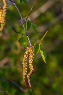 Nehir huş ağacında çiçek açan sarı Catkins 'in yakın görüntüsü baharda mavi gökyüzü arka planıyla betula nigra.