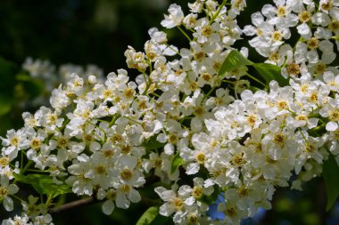 Çiçekli kuş kirazı, bahar doğası arka planı. Yeşil dallarda beyaz çiçekler. Prunus padus, böğürtlen, böğürtlen ya da mayday ağacı olarak da bilinir..