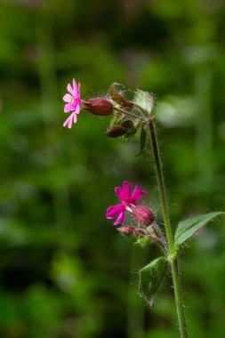 Silene dioica Melandrium rubrum, Caryophyllaceae familyasından bir bitki türü. Kırmızı kafes.