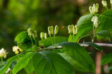 Lonicera hystheum, sinek gitti. Çiçekler seçici fotusu kapatır..