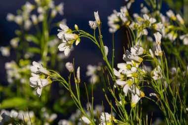 Cardamine Amara, büyük acı tereyağı olarak bilinir. Bahar ormanı. Çiçek açan bir bitkinin çiçek arkaplanı.