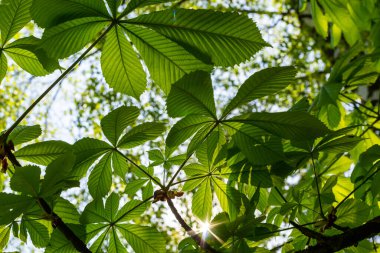 Yeşil Kestane Yaprakları güzel bir ışık tutuyor. Bahar mevsimi, bahar renkleri. Aesculus hipocastanum, at kestanesi..