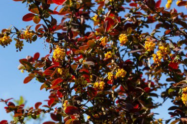 Berberis thunbergii Japon böğürtlen süsleme çalısı, çiçek açmış küçük sarı yapraklı güzel bir çiçek grubu, mor kırmızımsı yapraklar.