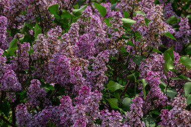 İlkbaharda mor leylak çalıları çiçek açar. Yeşil bahçede güzel çiçekli duvar kâğıdı.